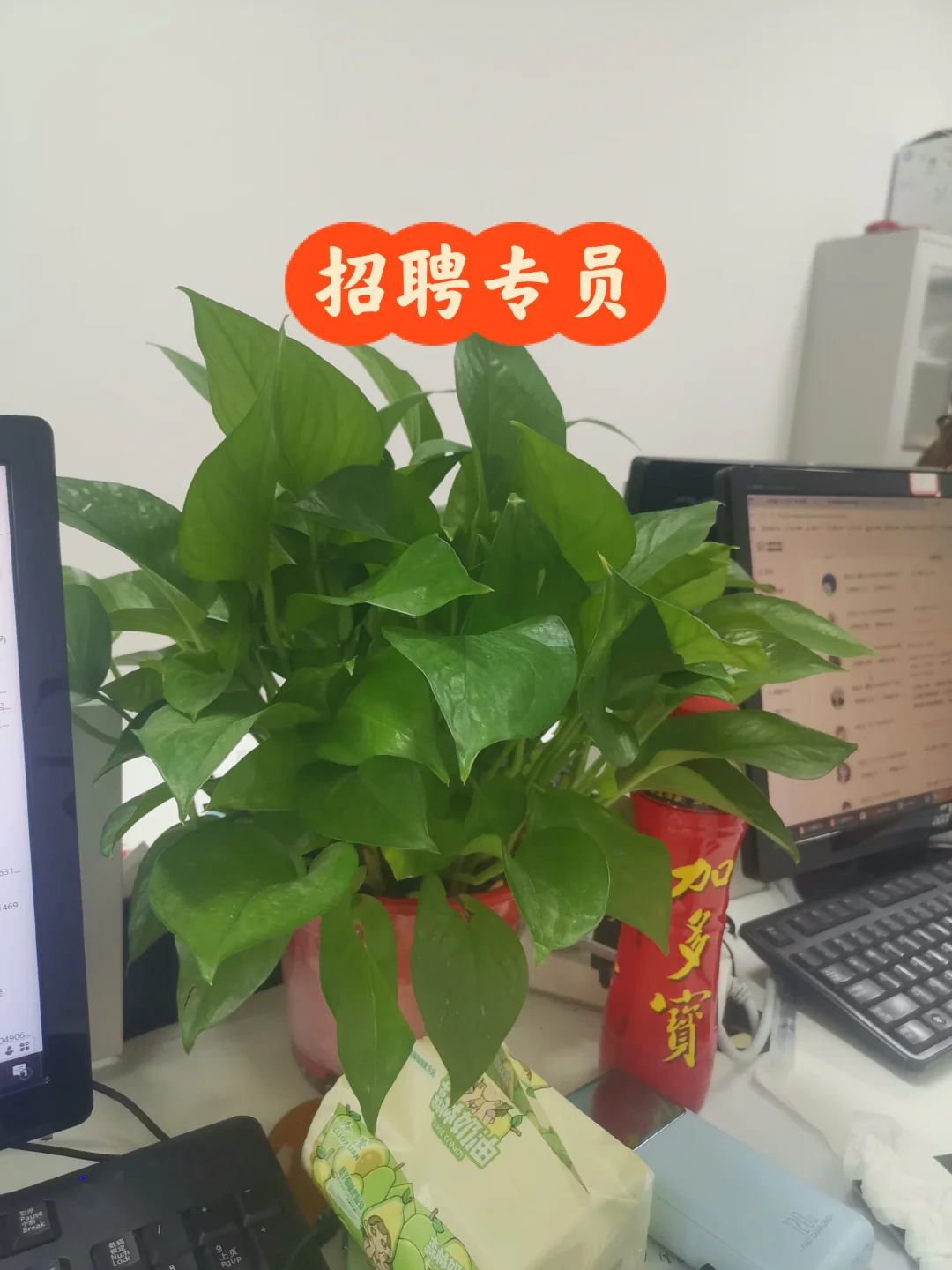 招聘专员开招啦，工作简单，氛围好