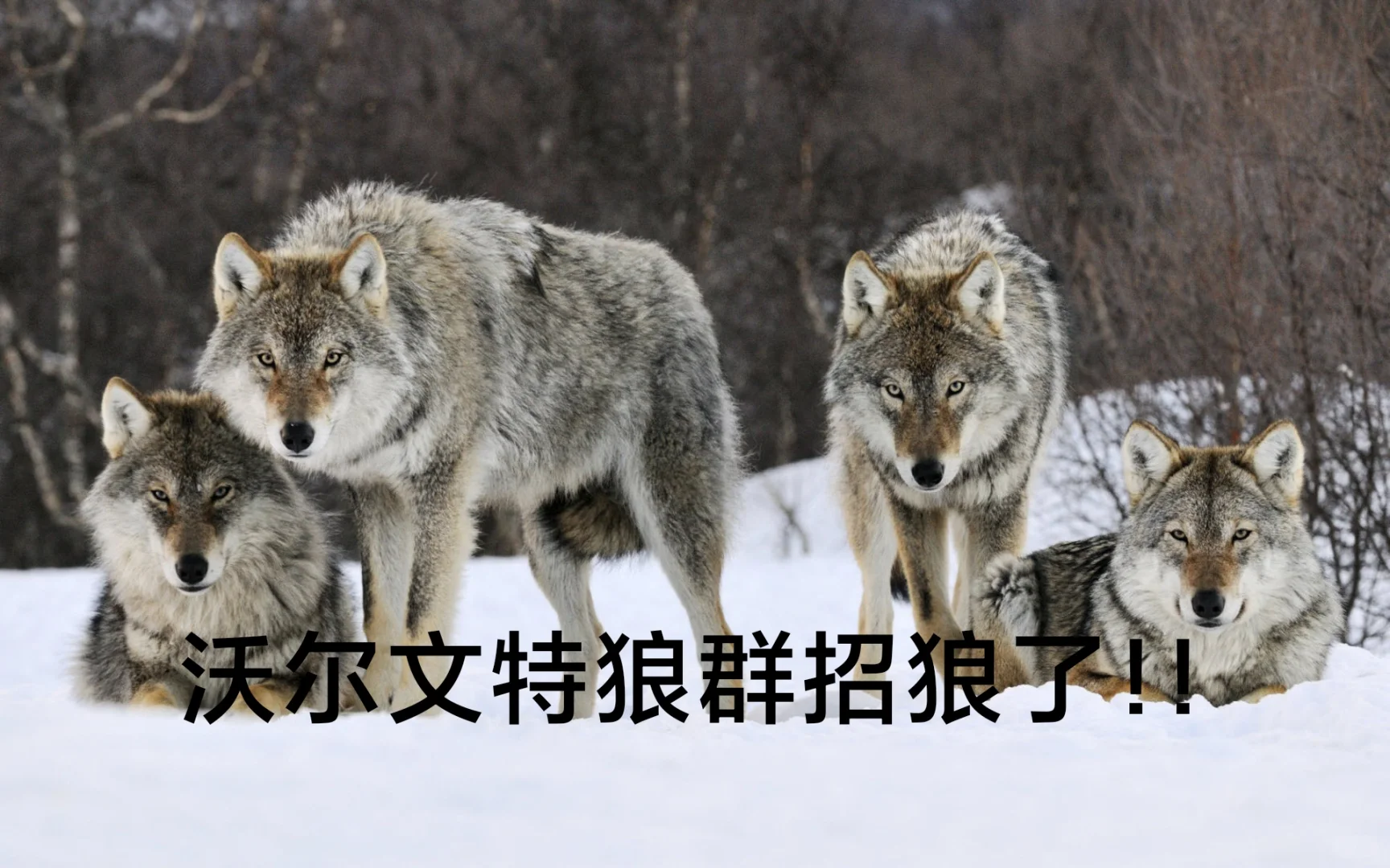 狼群招狼