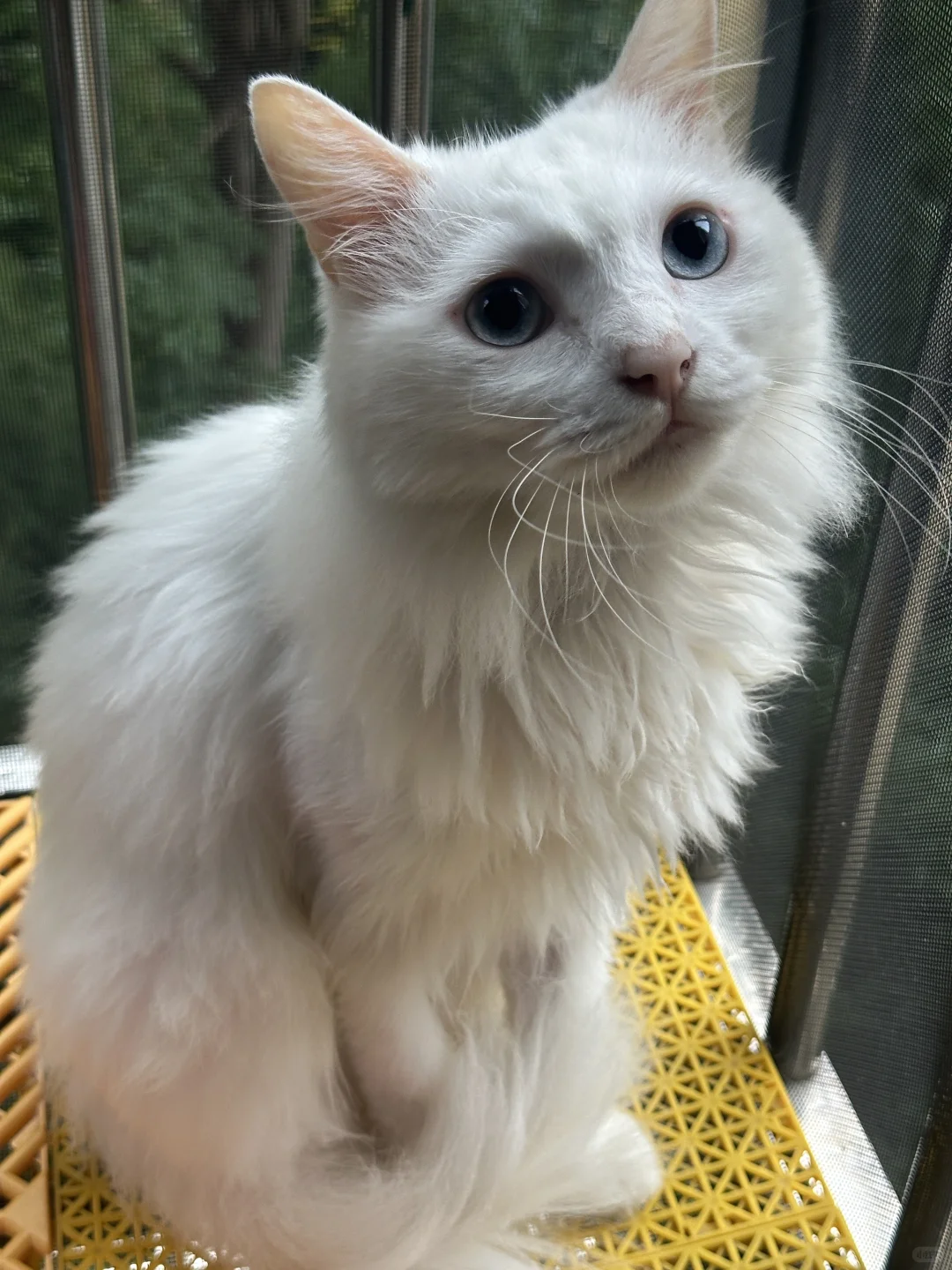 湖州地区找猫猫领养