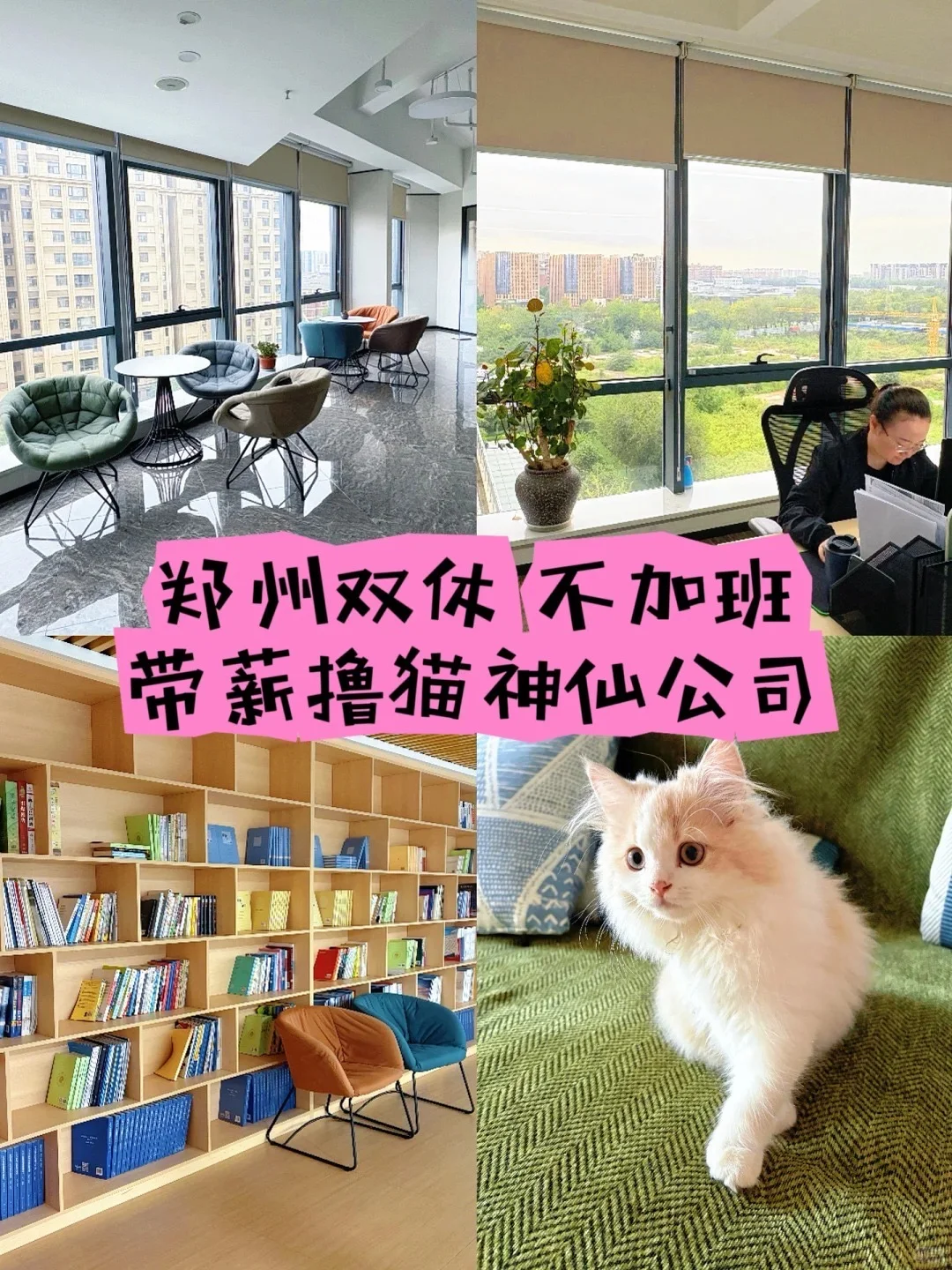 宠物公司招人啦！上四休三带薪撸猫太香了~
