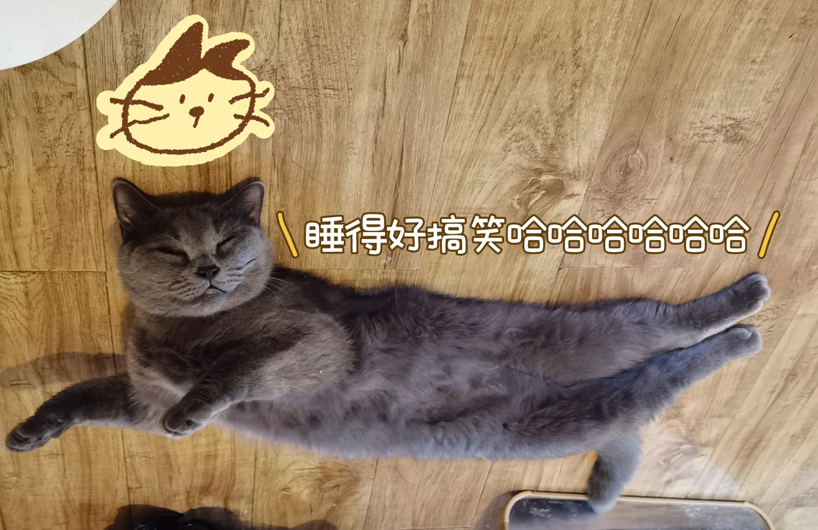 Wellcee远程实习也太香了吧