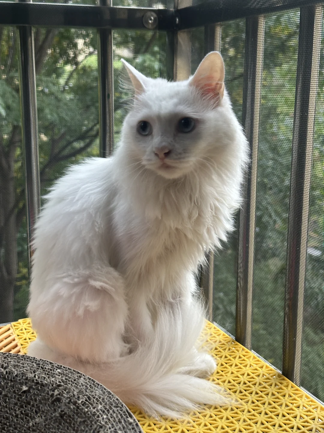 湖州地区找猫猫领养