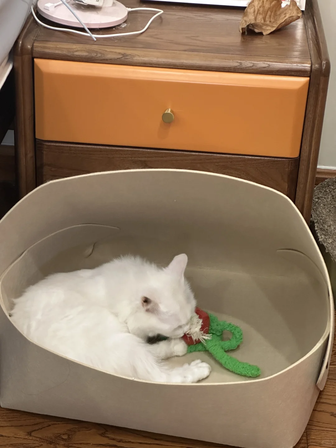 湖州地区找猫猫领养