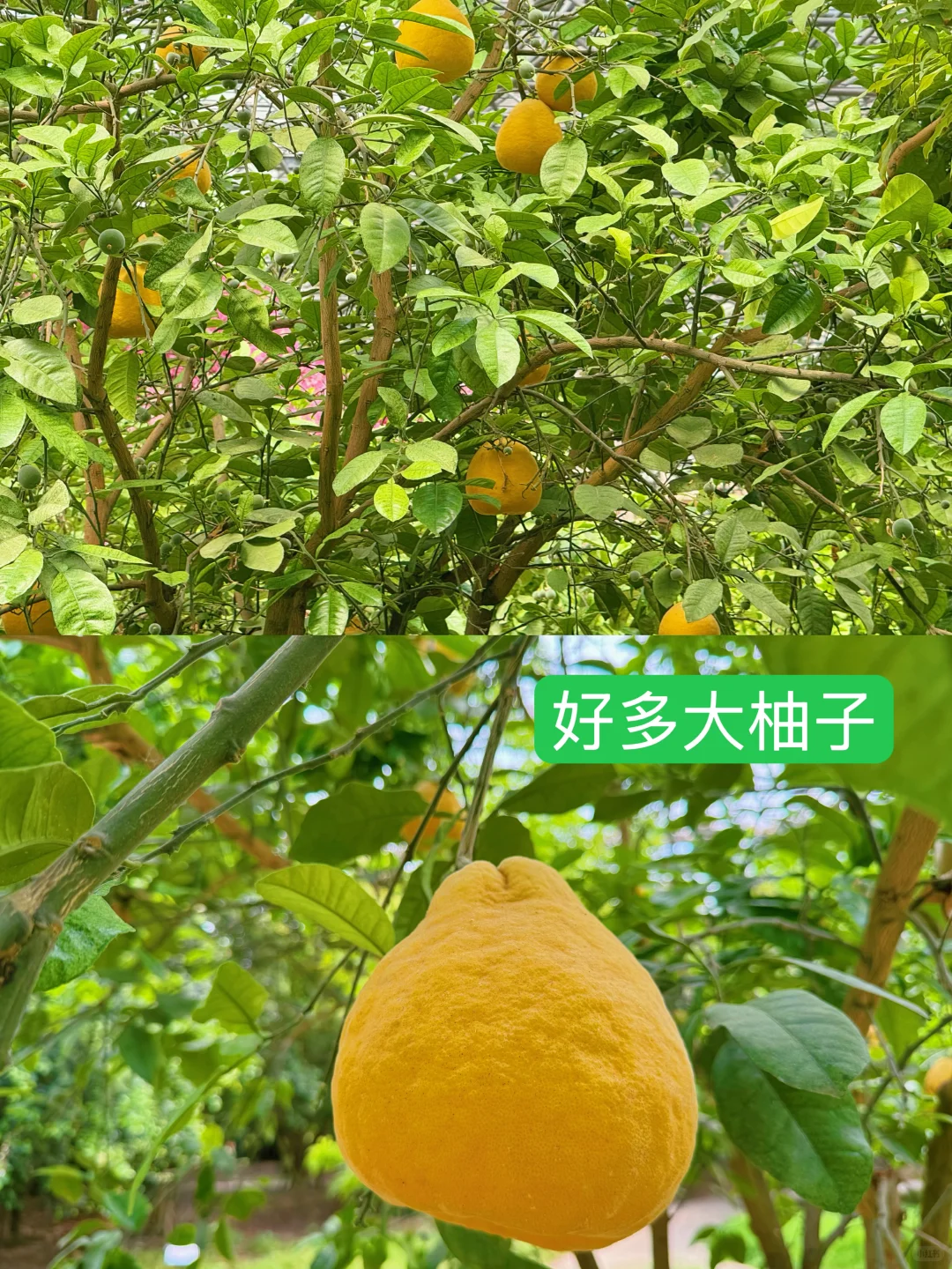 这么近那么美-🏕️五一去京郊河北大厂游玩