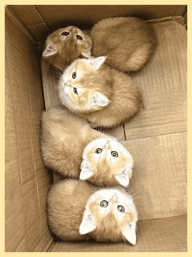 有人愿意领养吗，小常在西安