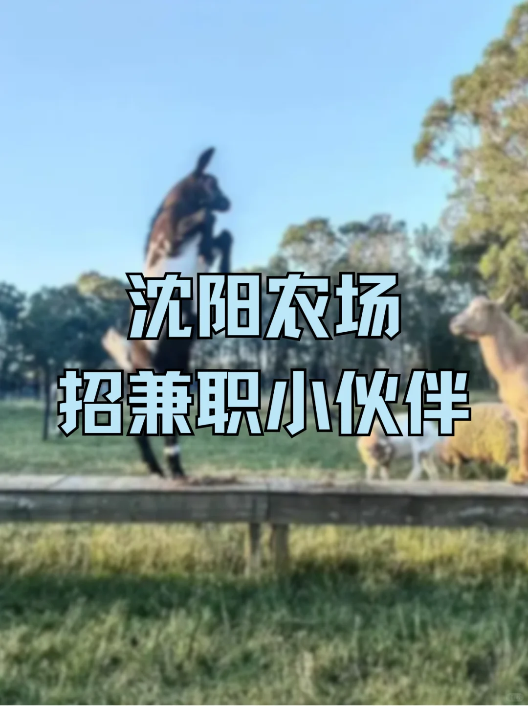 沈阳农场招兼职小伙伴！