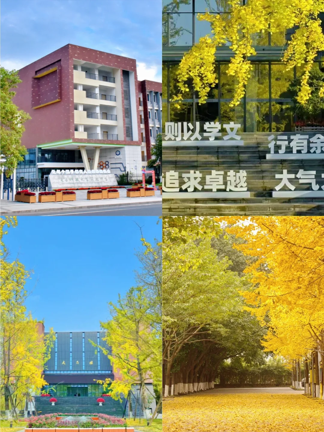 招聘资讯｜电子科技大学实验中学人才储备