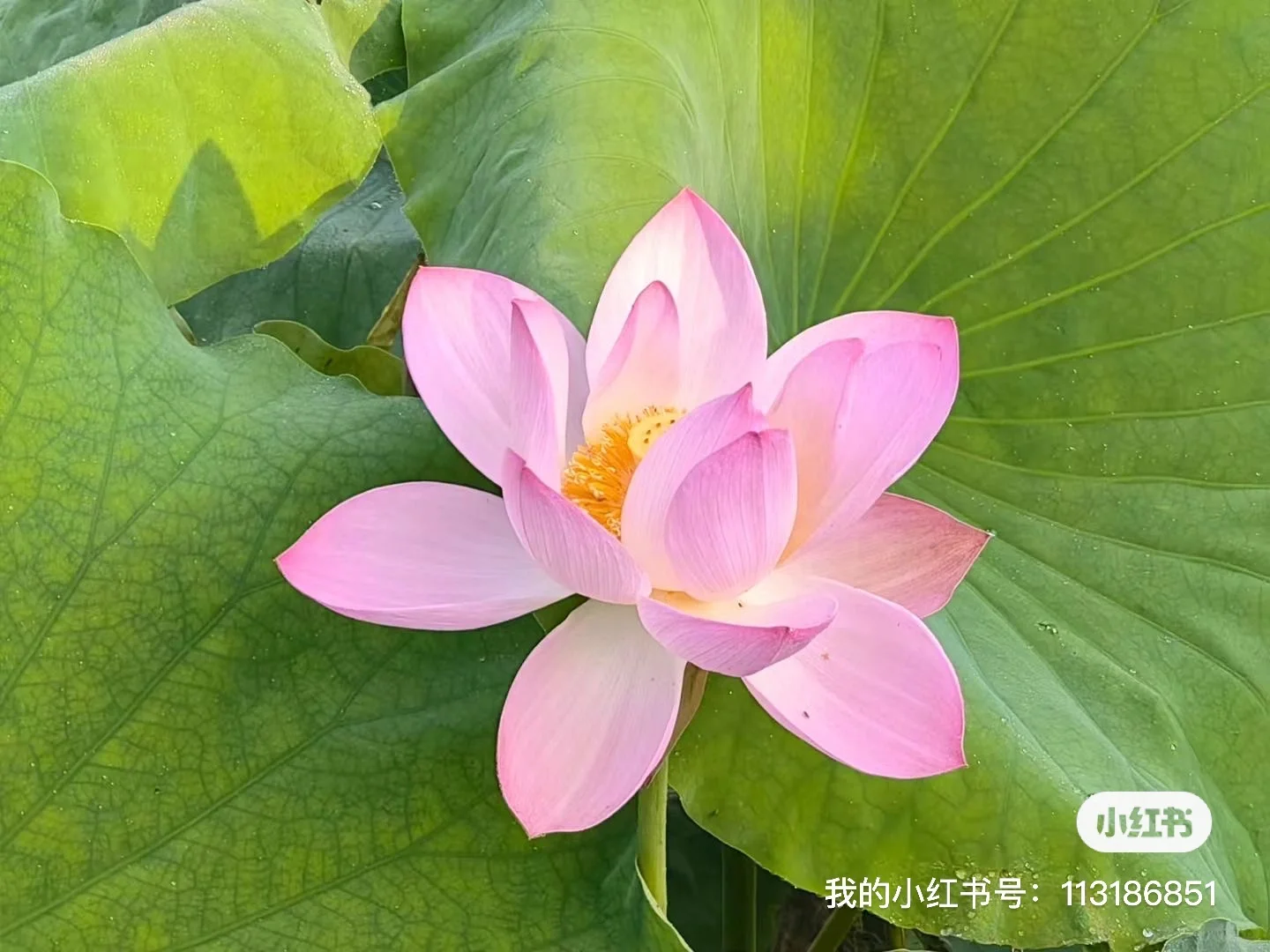 学校直招