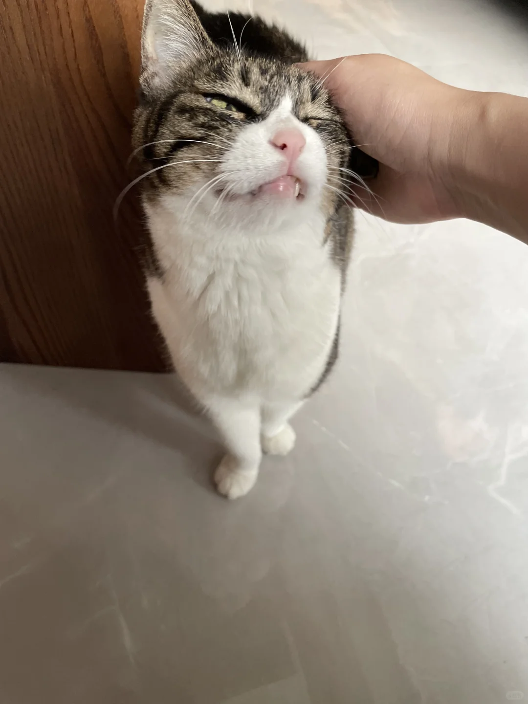 难怪摸小猫会让人这么快乐！！