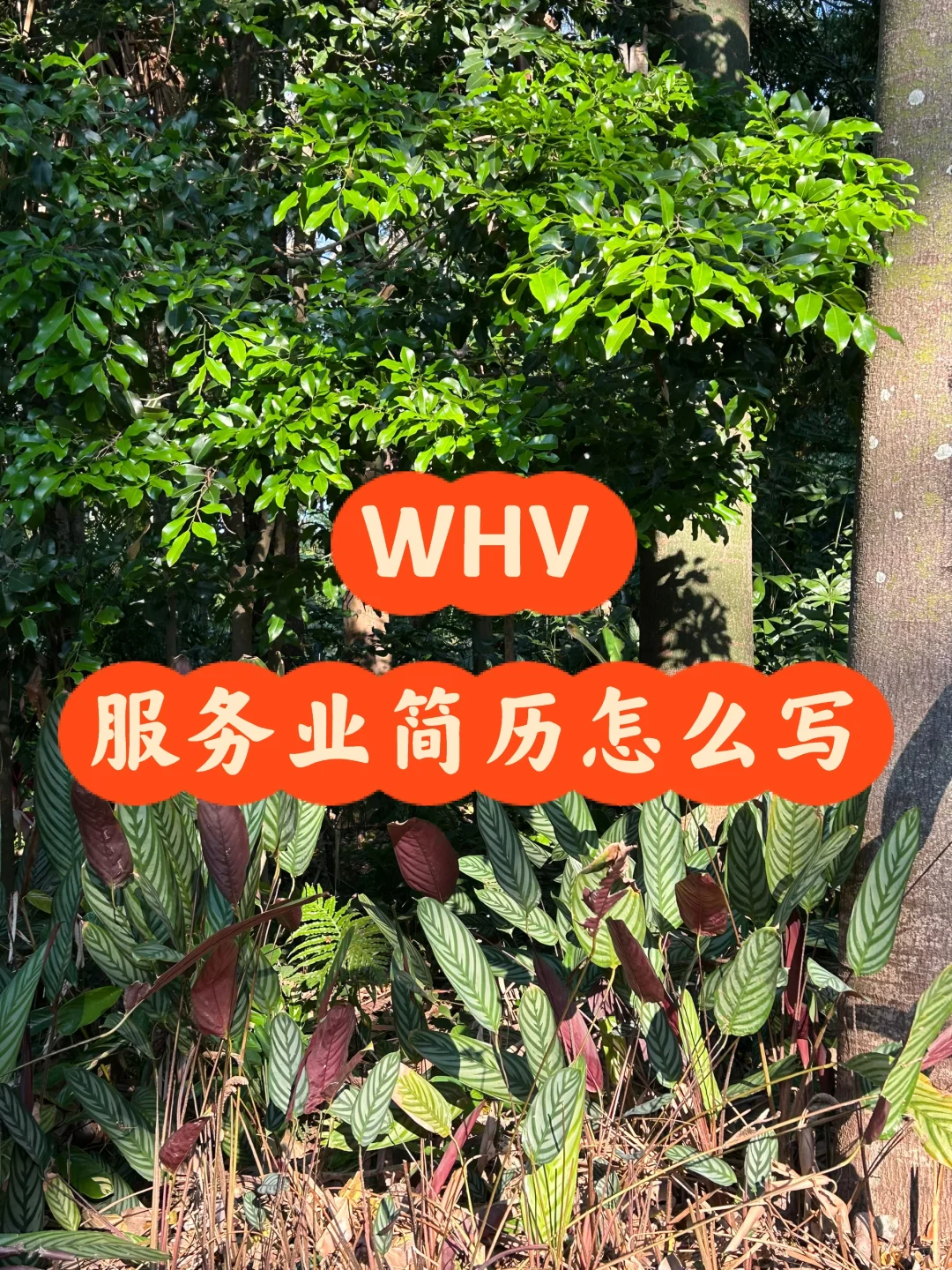🇦🇺WHV干货 | 投递服务业怎么写简历