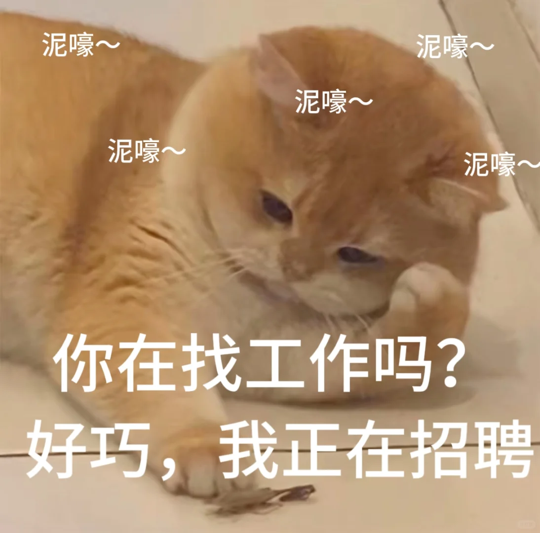 找工作 招聘表情包、免费分享小猫表情包