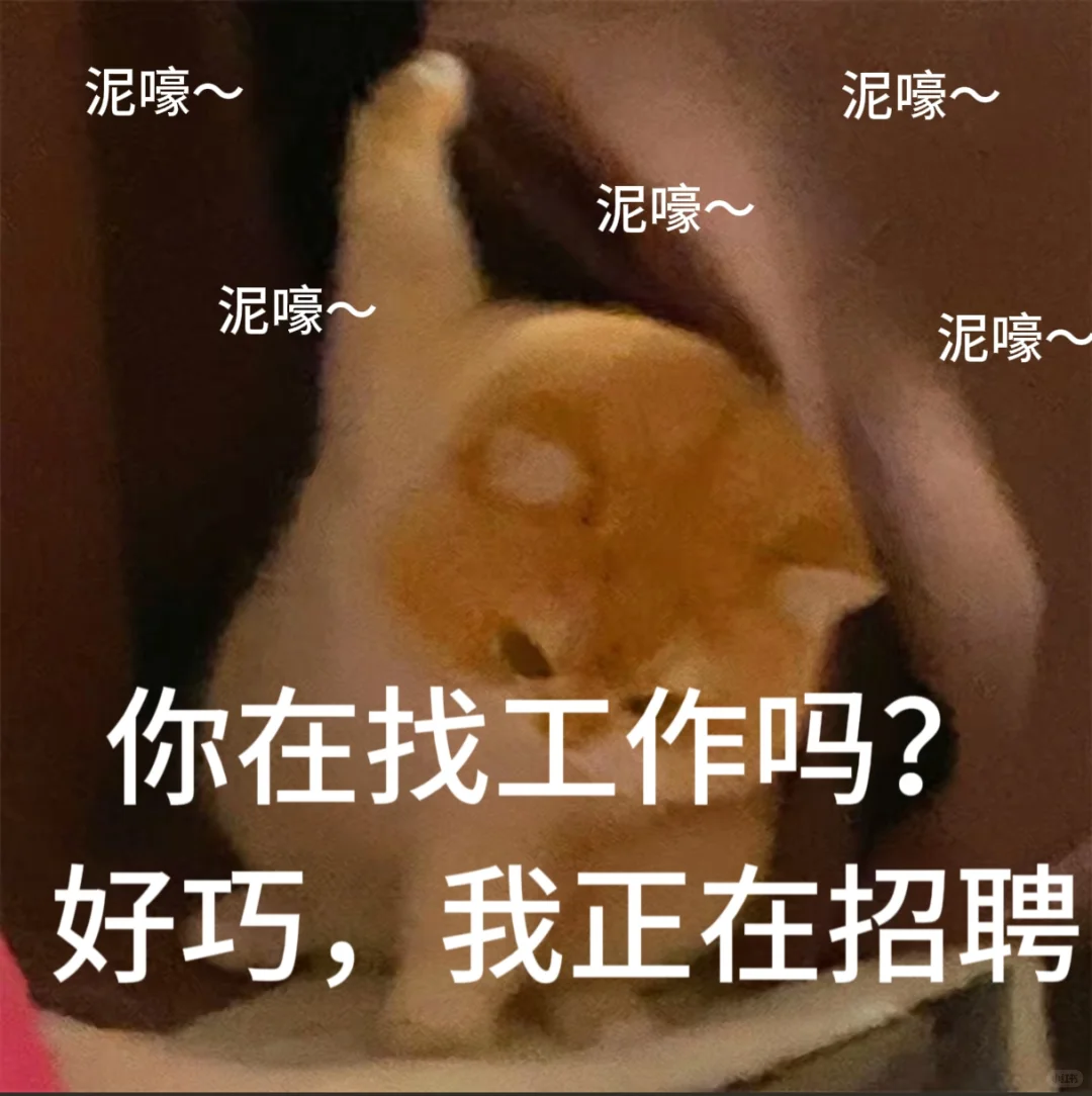 找工作 招聘表情包、免费分享小猫表情包