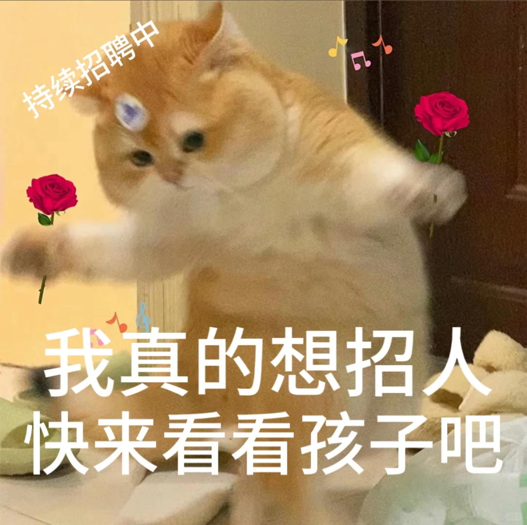 找工作 招聘表情包、免费分享小猫表情包