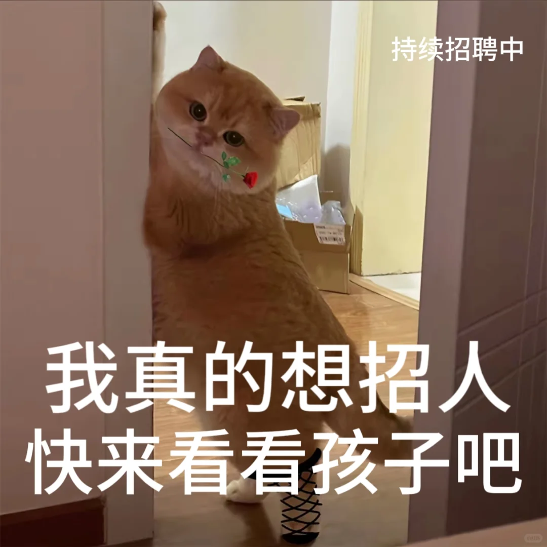 找工作 招聘表情包、免费分享小猫表情包