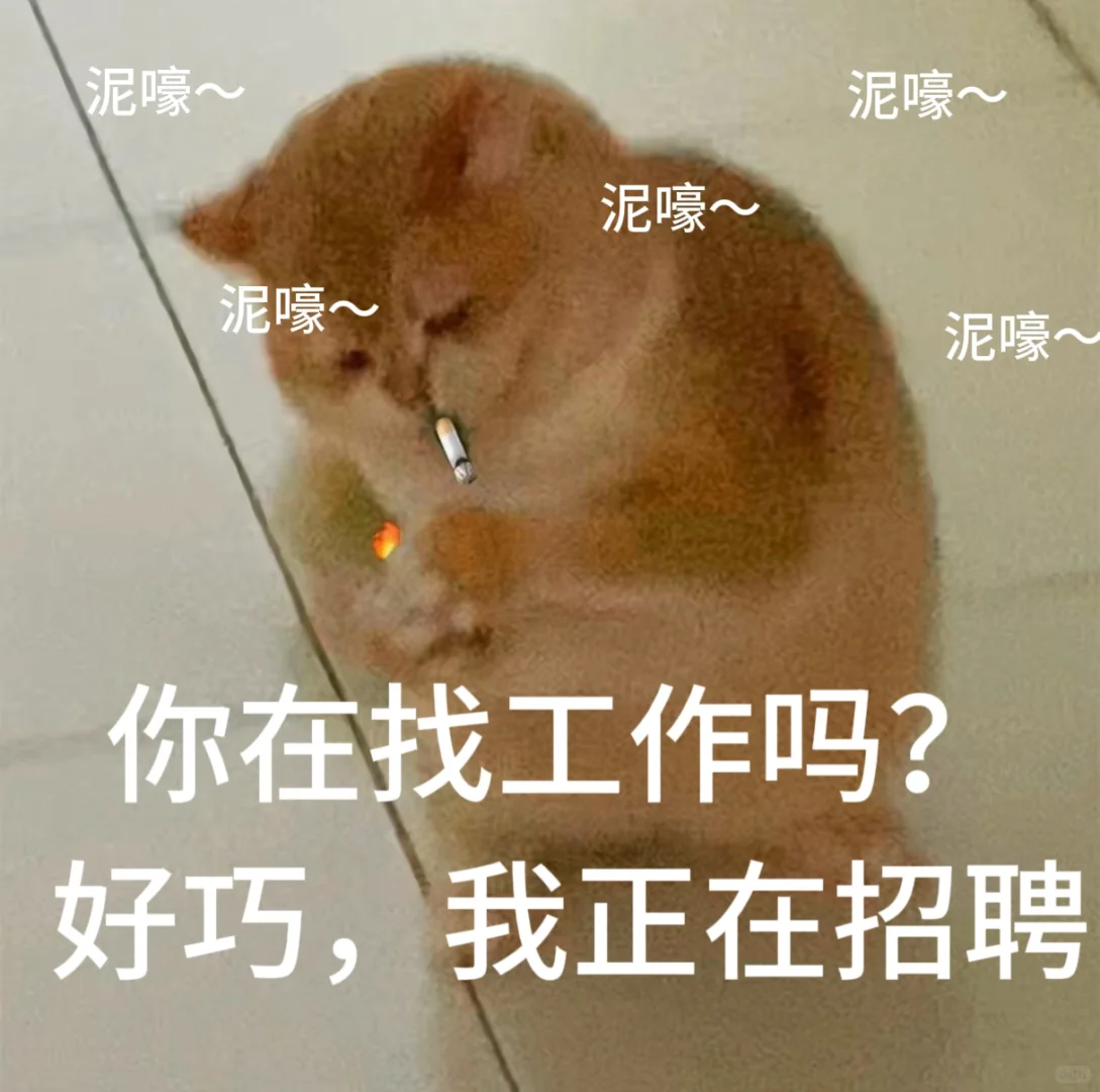 招聘表情包。免费小猫表情包可爱搞怪