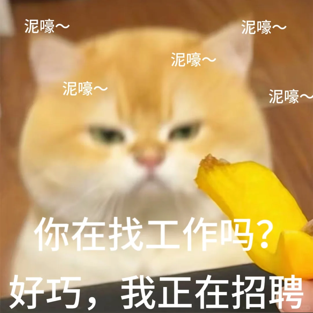 招聘表情包。免费小猫表情包可爱搞怪