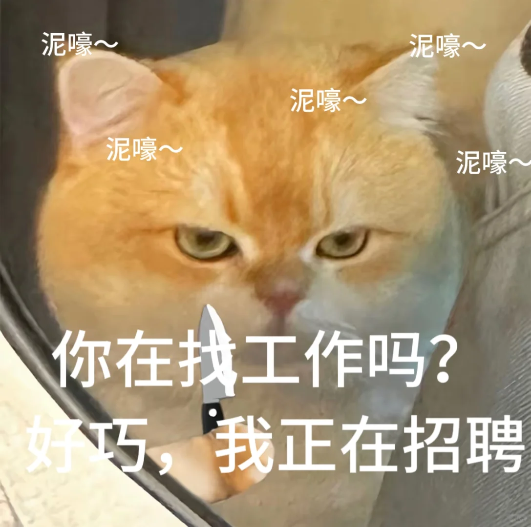 招聘表情包。免费小猫表情包可爱搞怪