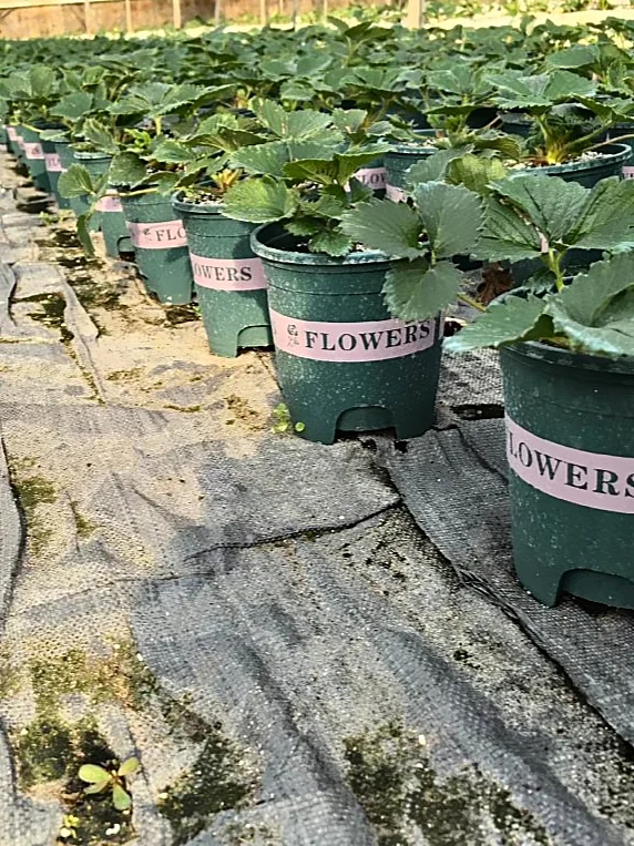 招聘草莓种植师傅