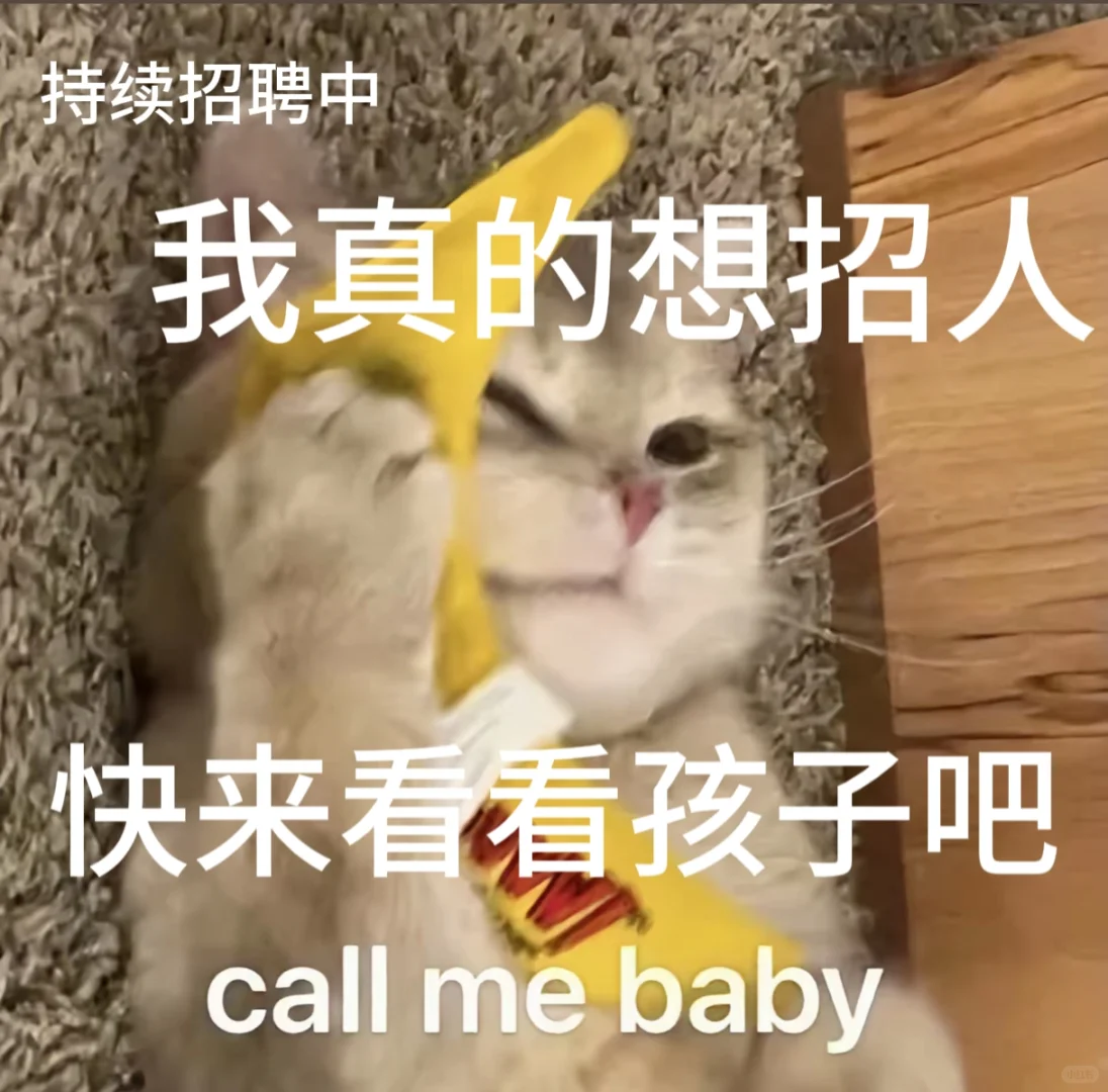 找工作 招聘表情包、免费分享小猫表情包