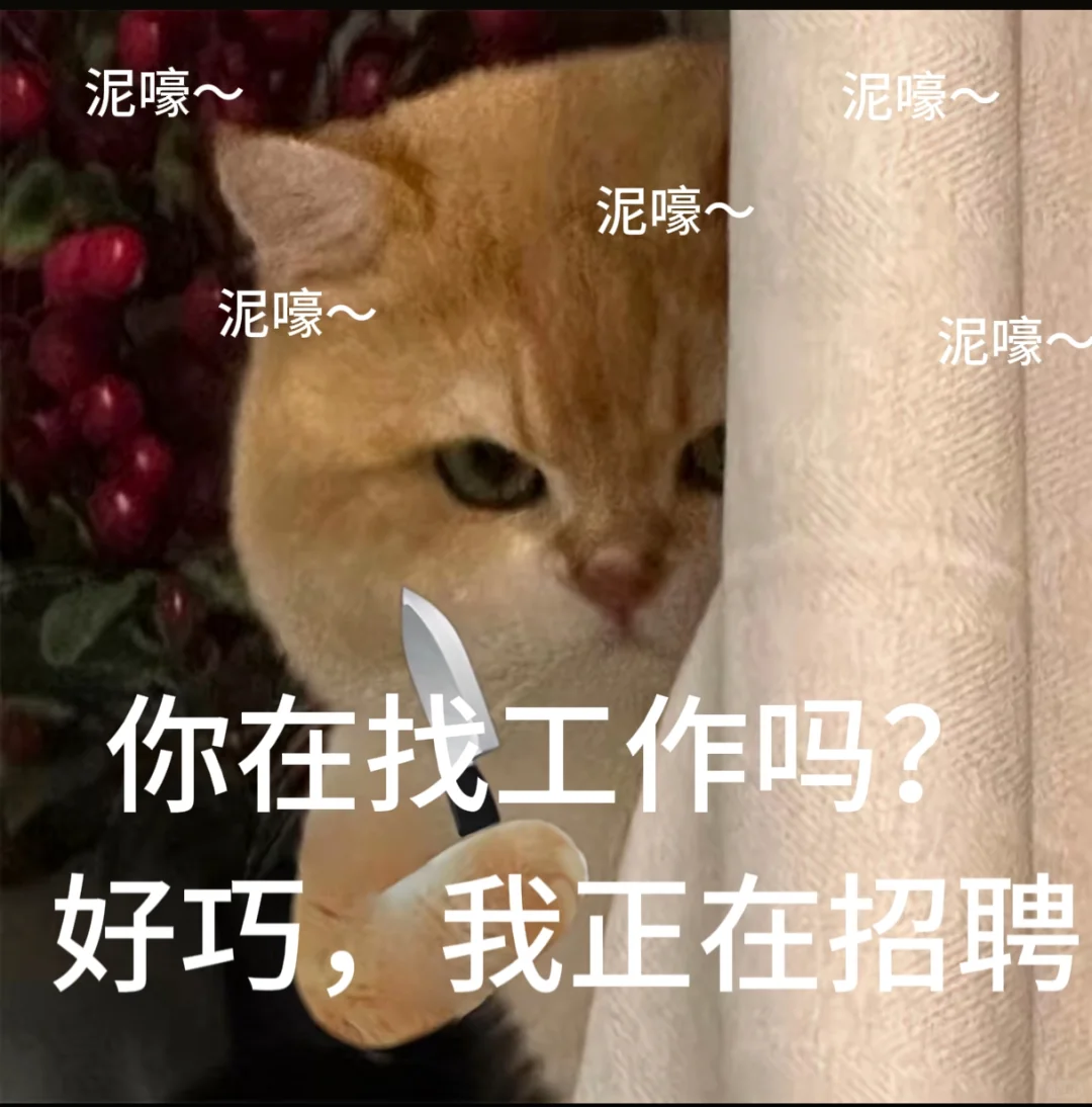 招聘表情包。免费小猫表情包可爱搞怪