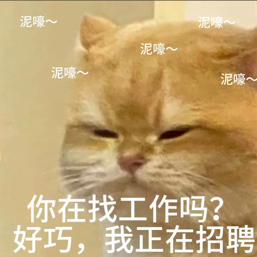 招聘表情包。免费小猫表情包可爱搞怪