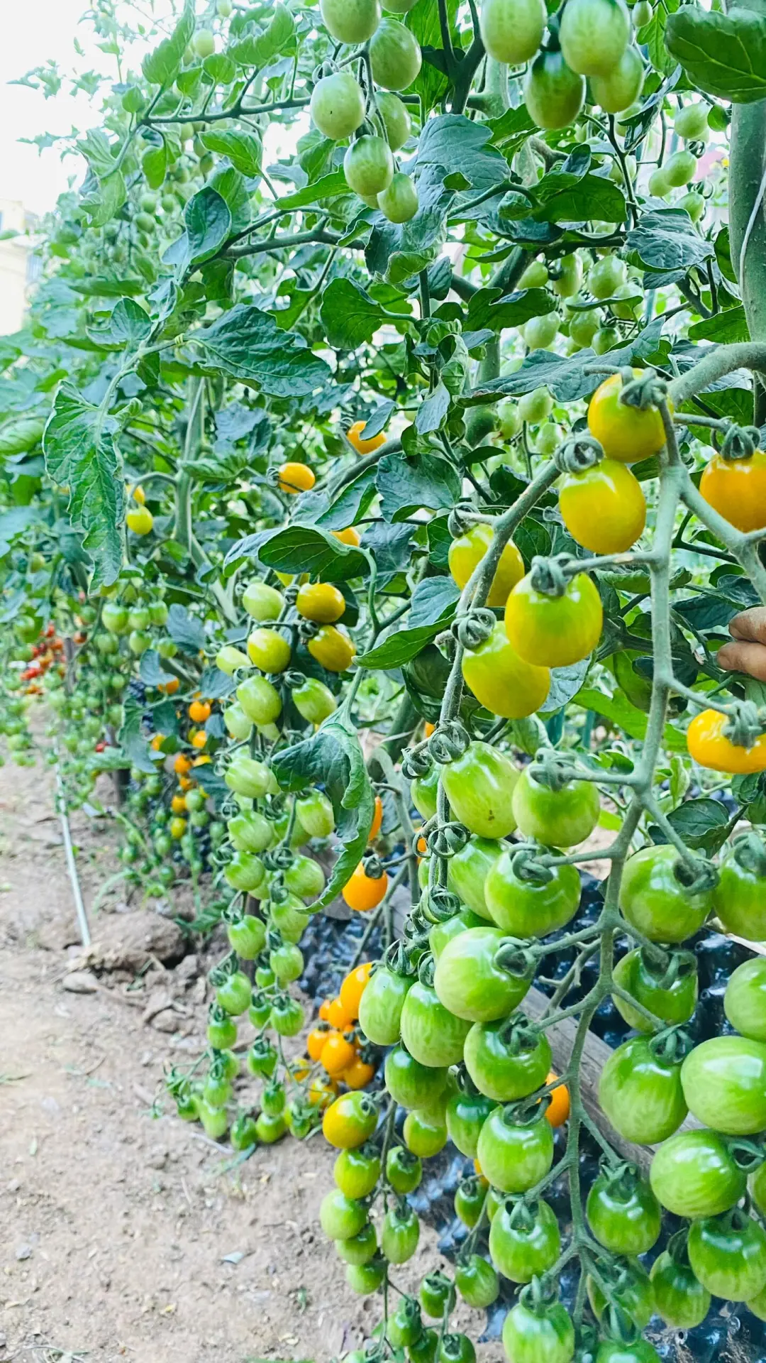 招聘草莓种植师傅