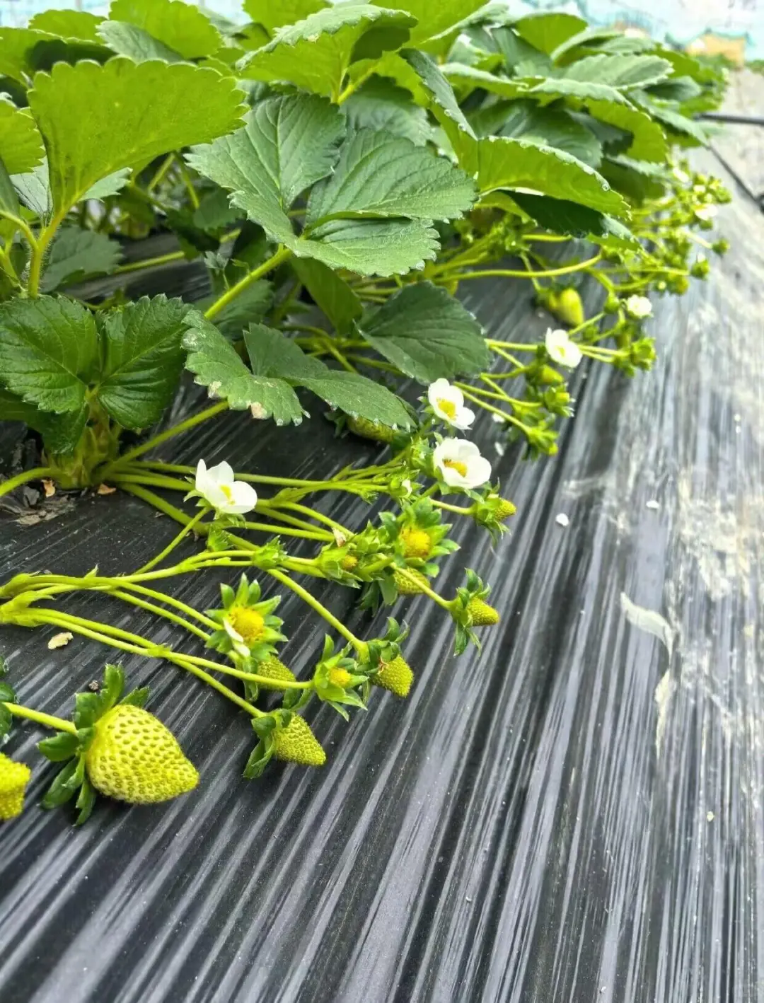 招聘草莓种植师傅