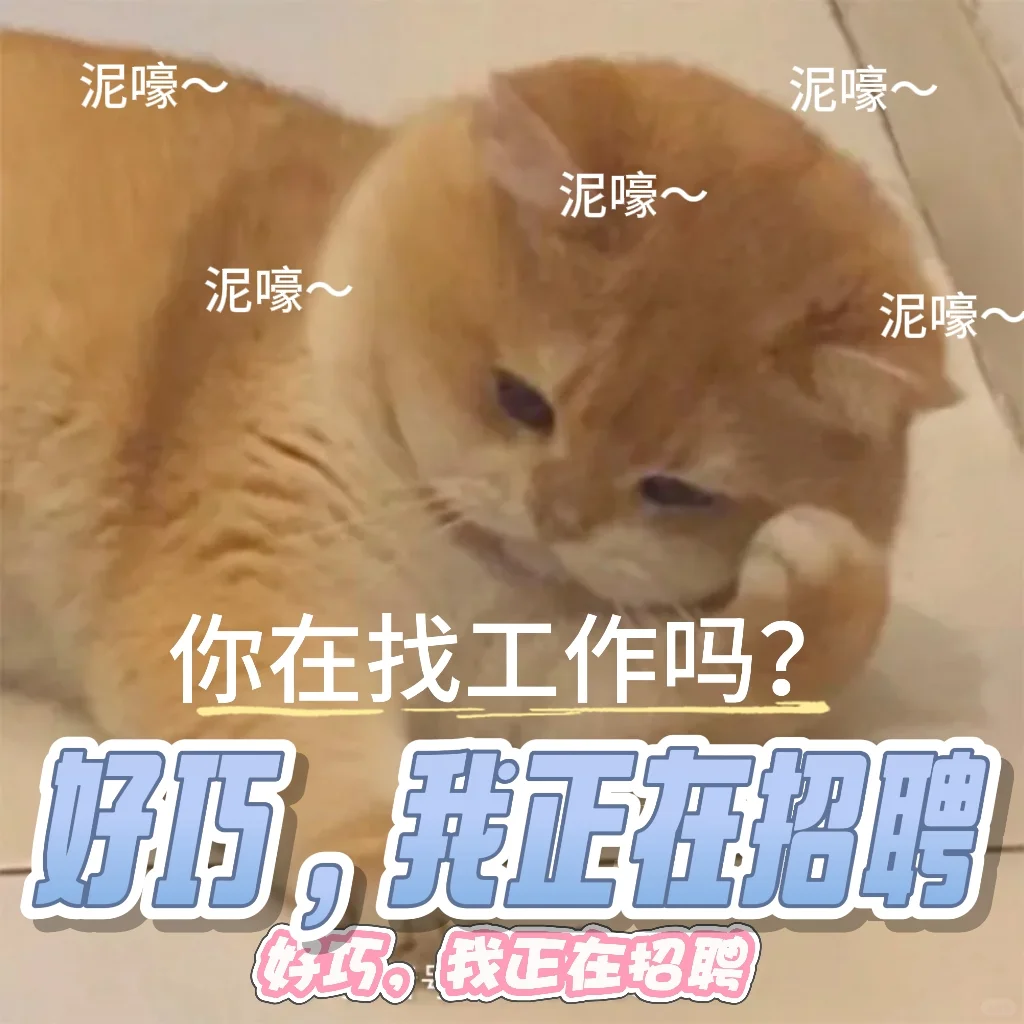 招聘表情包。免费小猫表情包可爱搞怪
