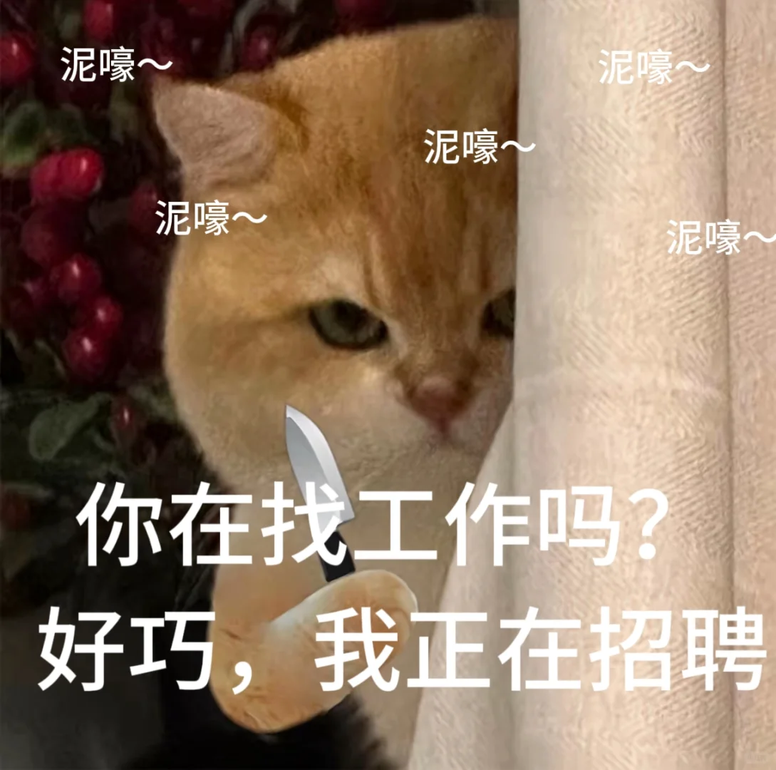 找工作 招聘表情包、免费分享小猫表情包