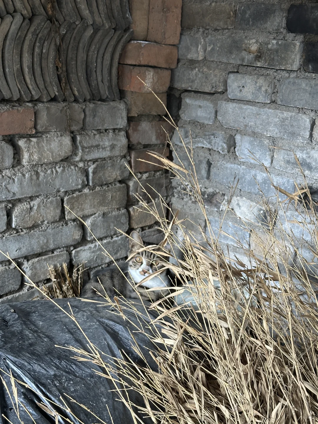 西安鄠邑区小猫领养