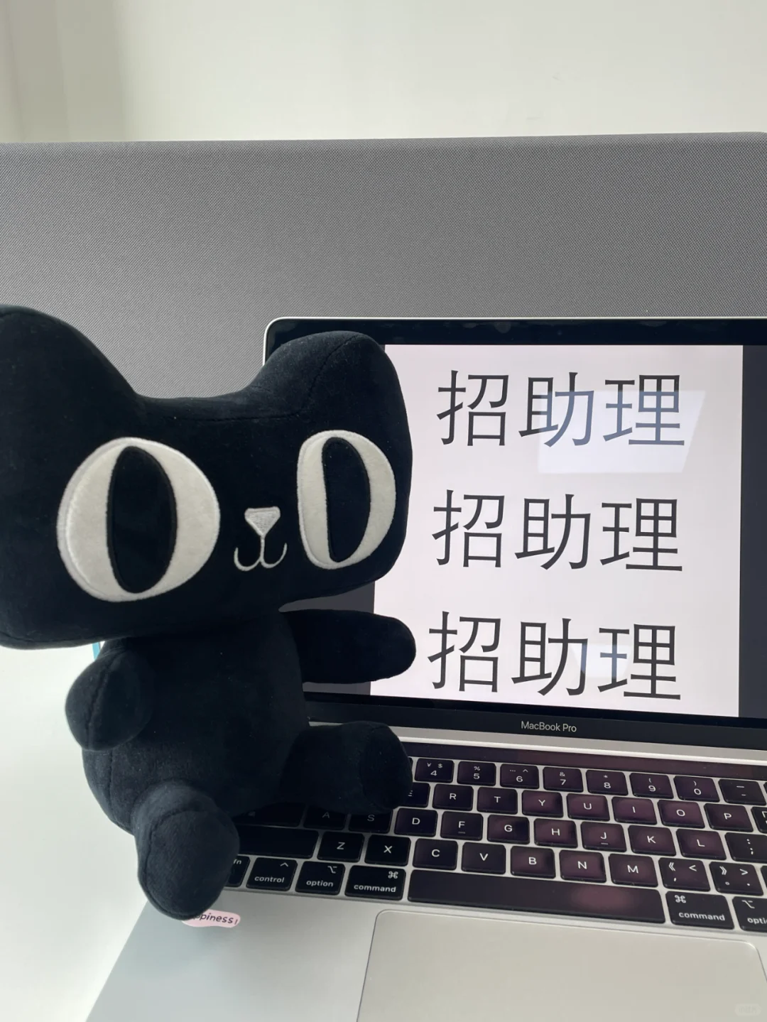 月薪4W！猫天天招助理！