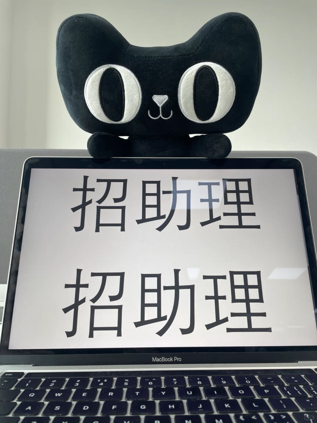 月薪4W！猫天天招助理！
