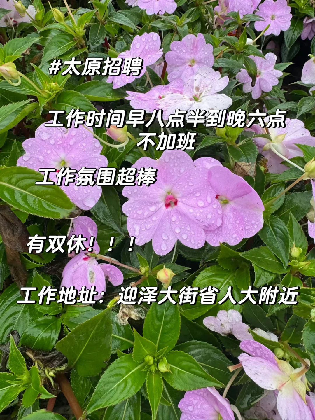 急招！人事岗最后两周招聘！有双休！