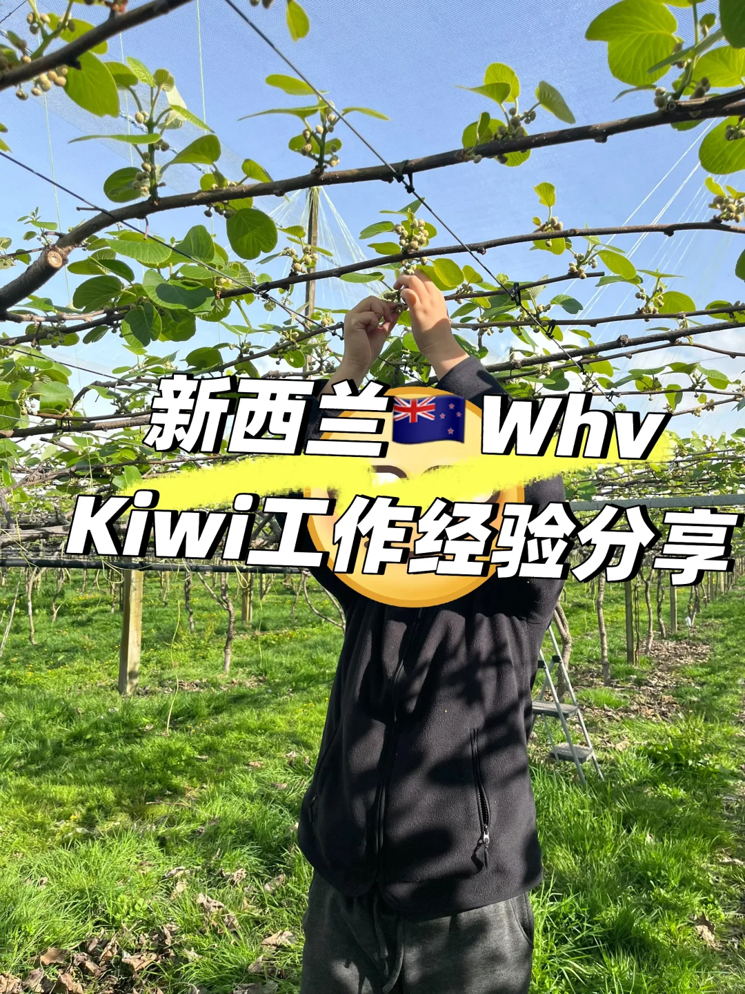 WHV｜Kiwi工作攻略