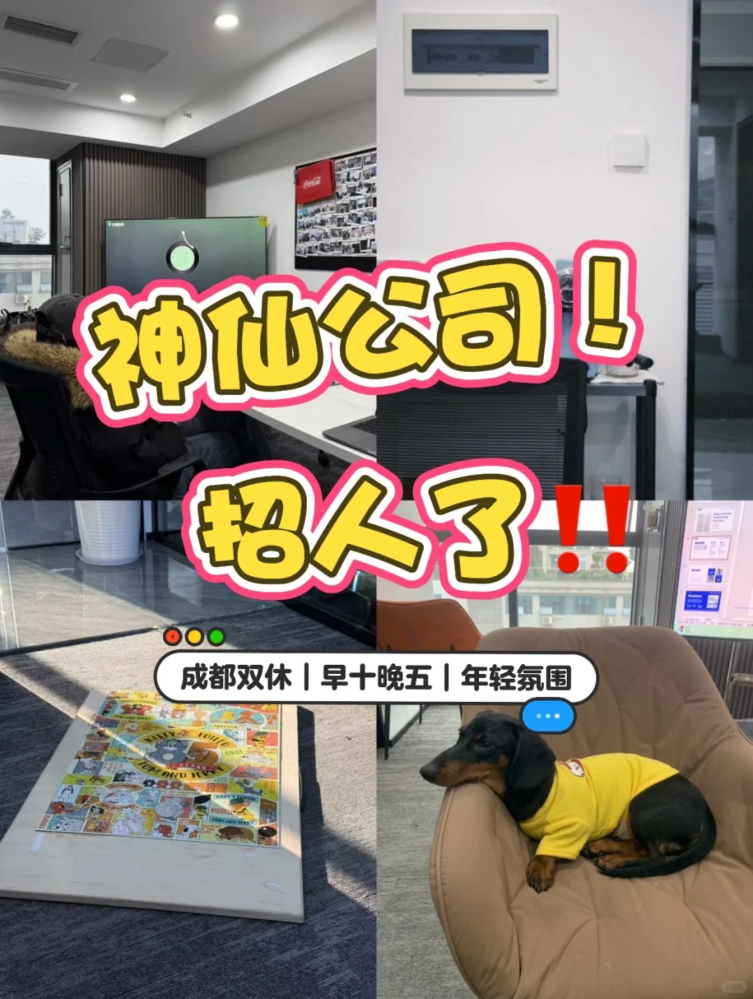 成都双休神仙公司招人啦！！