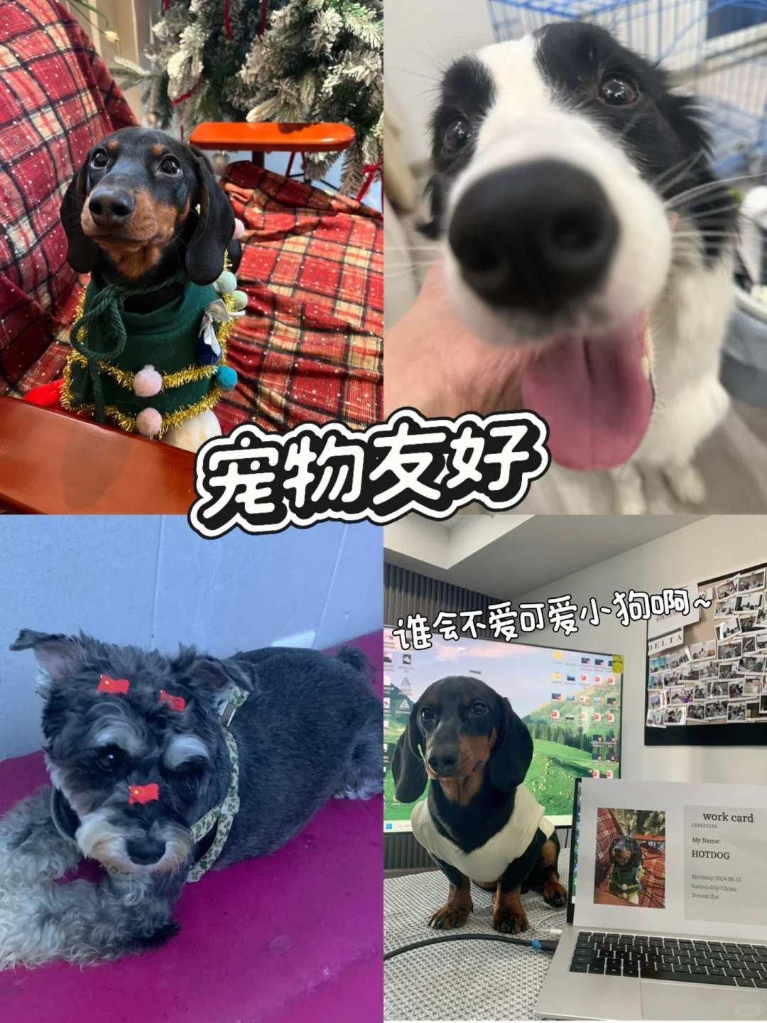 成都双休神仙公司招人啦！！