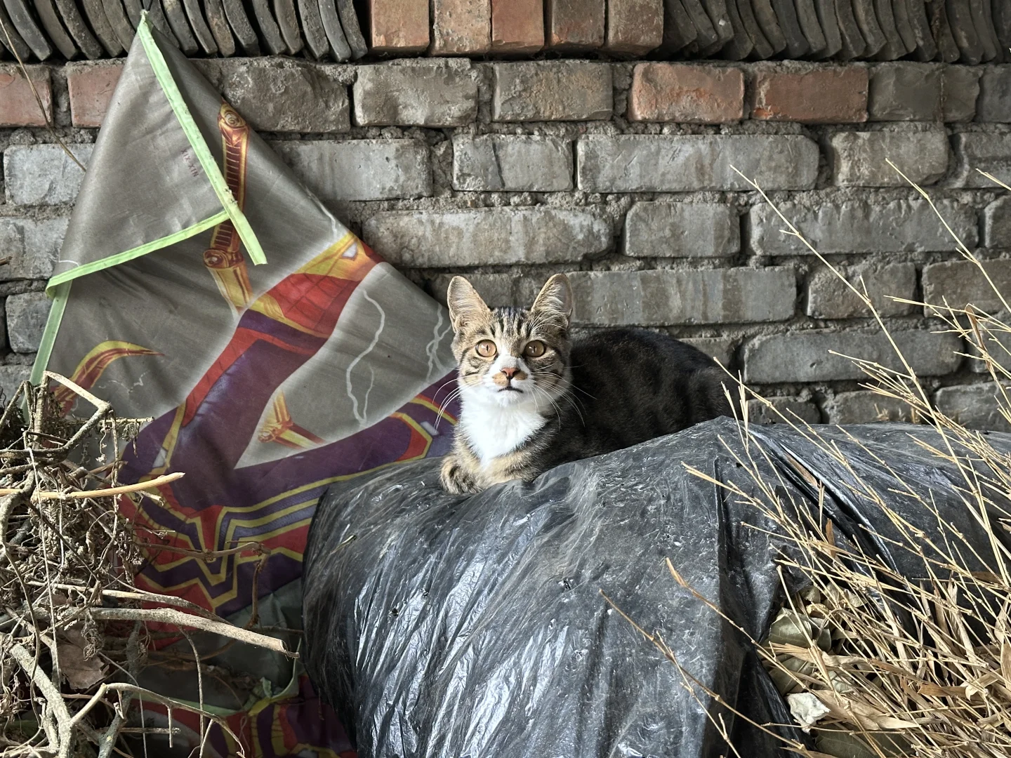 西安鄠邑区小猫领养