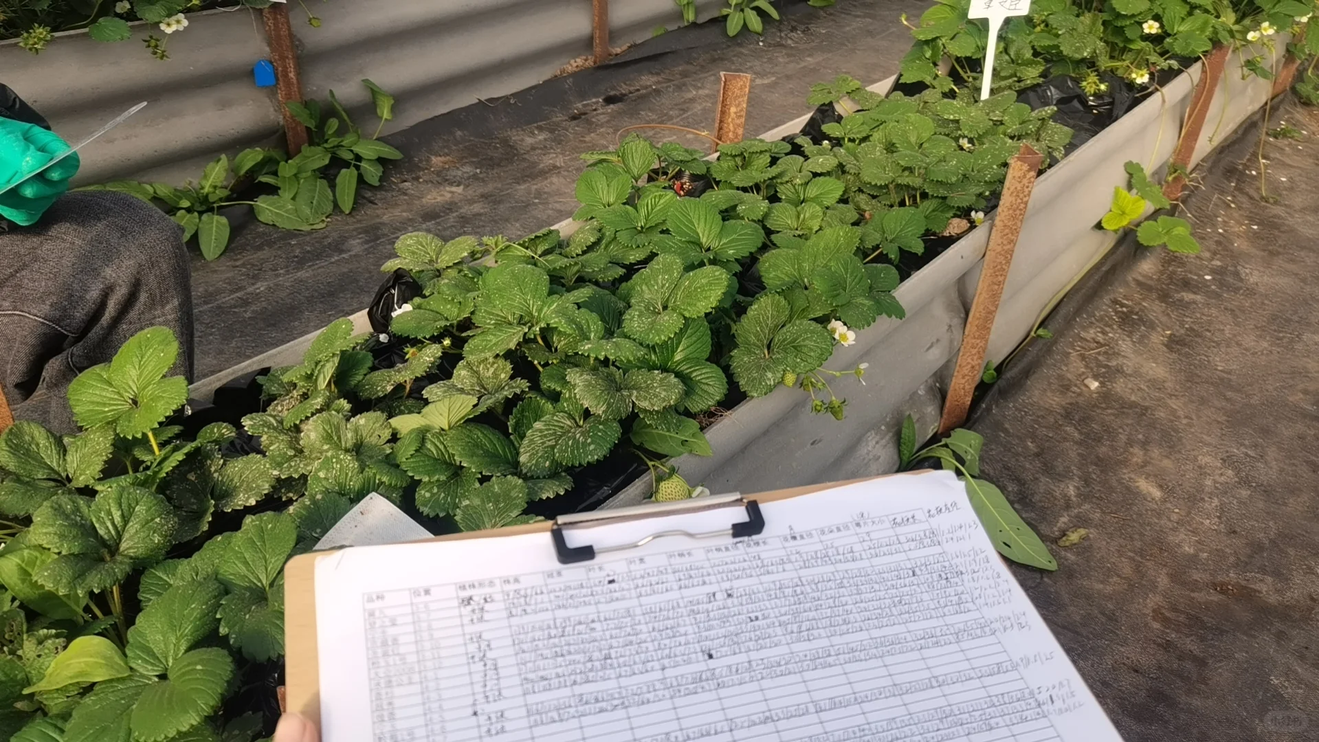 🌾农业硕士血泪坦白局：从实验室到深圳CBD
