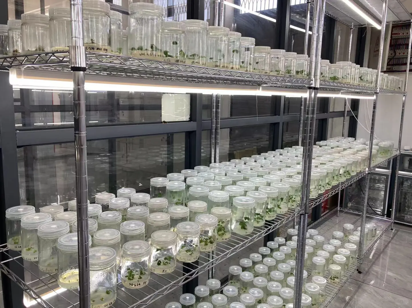 🌾农业硕士血泪坦白局：从实验室到深圳CBD