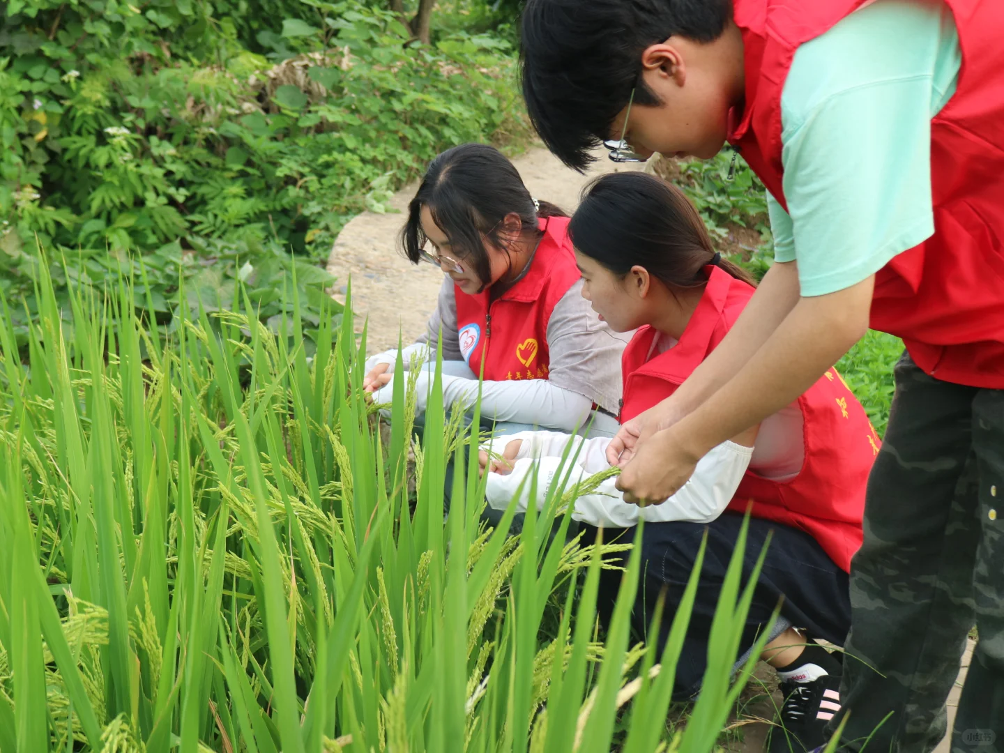 科技赋能田间地头，实干托起乡村未来