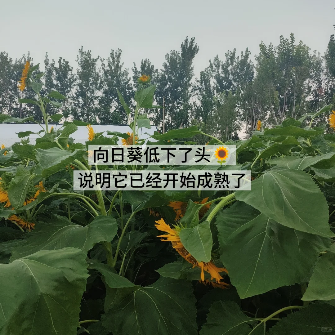 plog|考助理农艺师证啦！