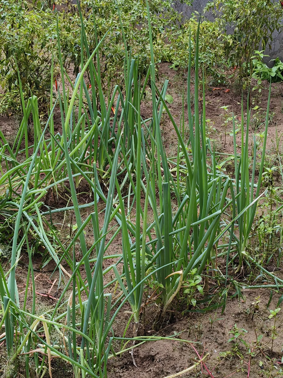 0经验面试稀缺岗位 | 海外运营篇（二）