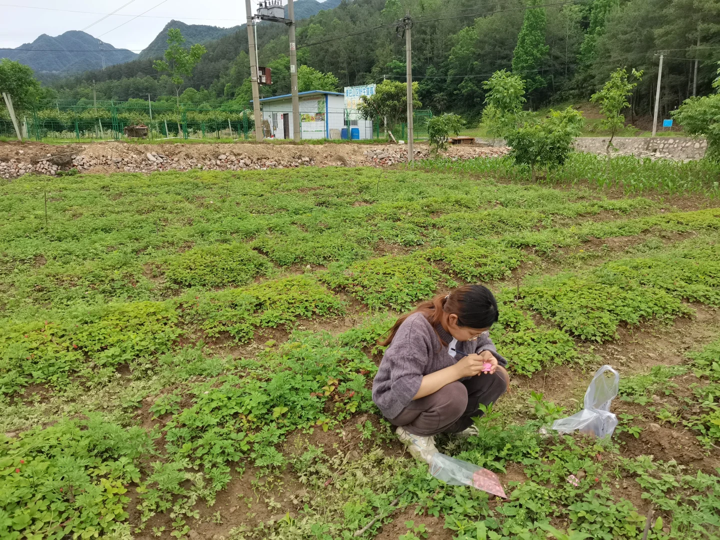🌾农业硕士血泪坦白局：从实验室到深圳CBD