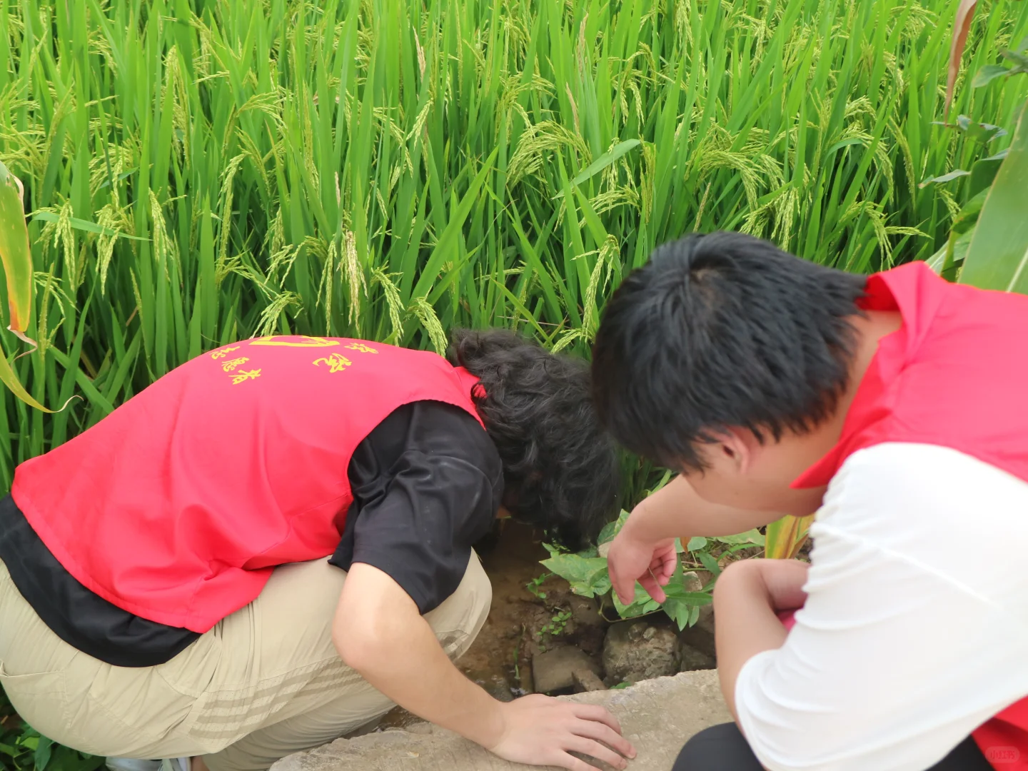 科技赋能田间地头，实干托起乡村未来