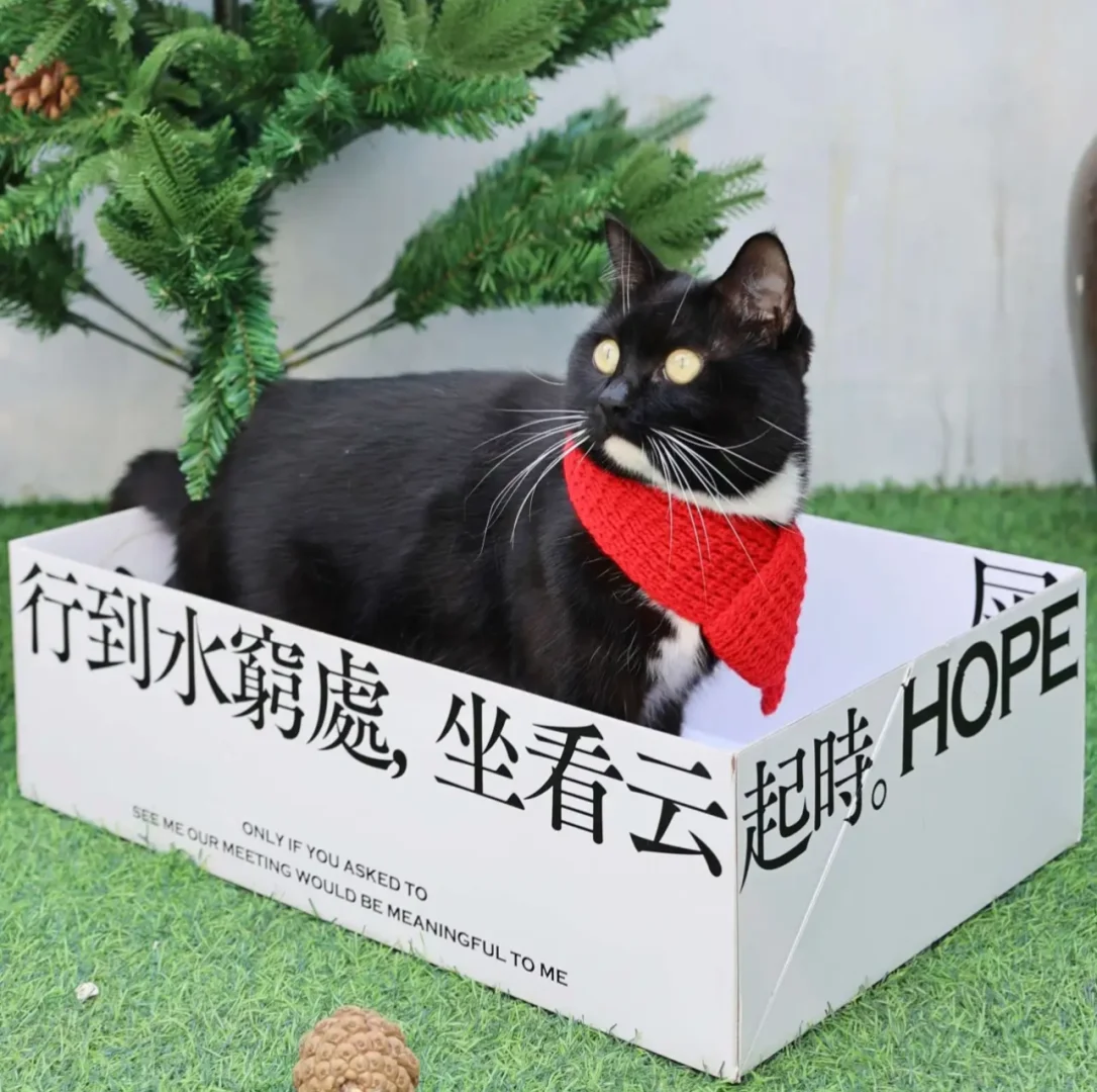 🐾谁懂啊！古人“聘猫”仪式被还原，太有仪式感