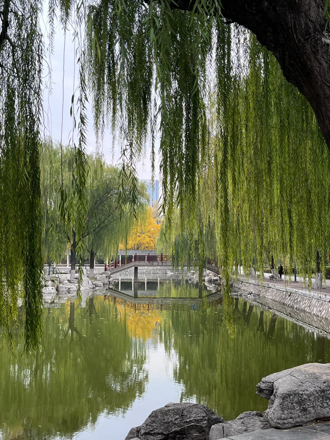 丛台公园 银杏树 午休遛弯放松