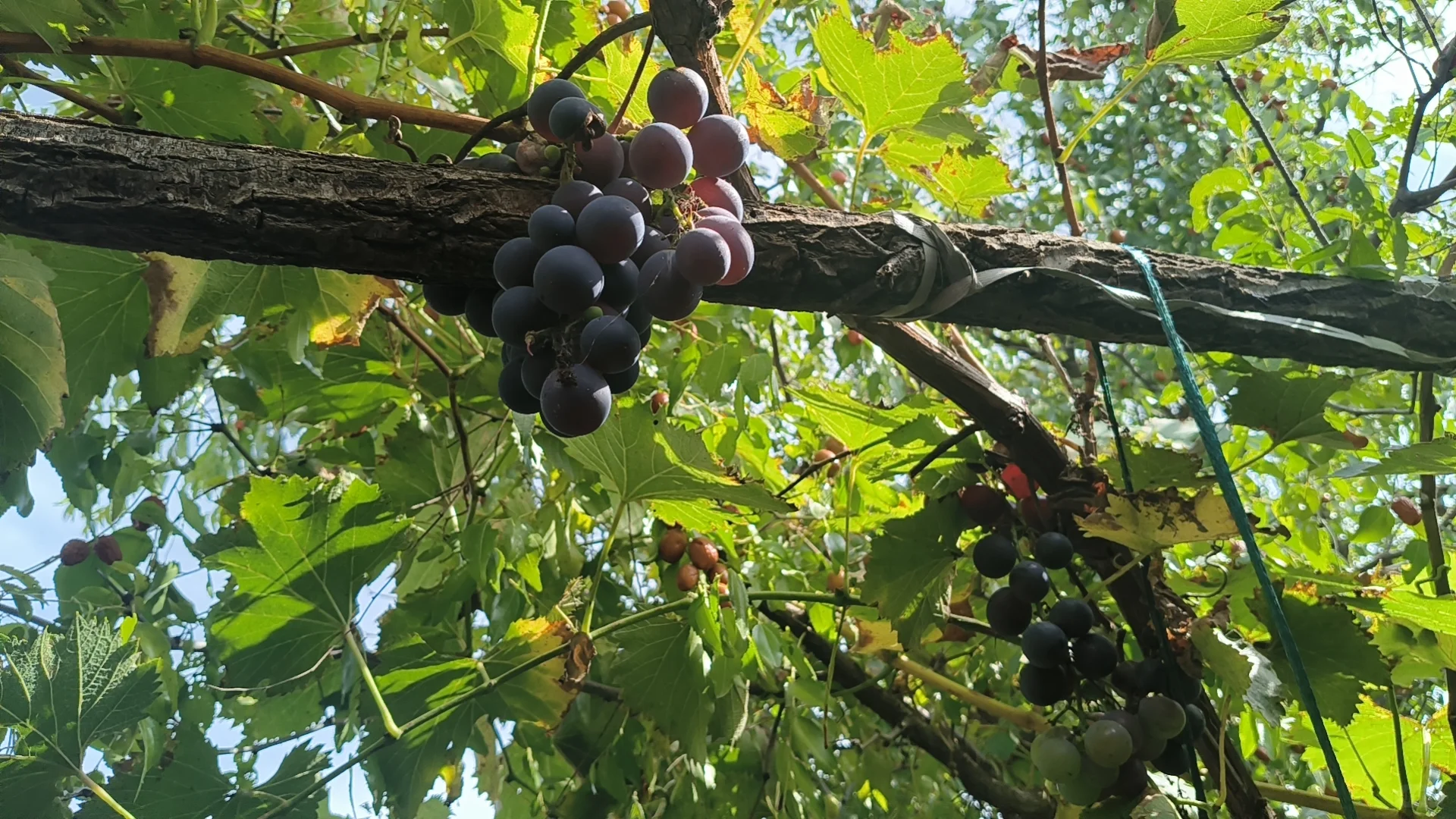 夯实粮食安全根基 谱写乡村振兴新篇