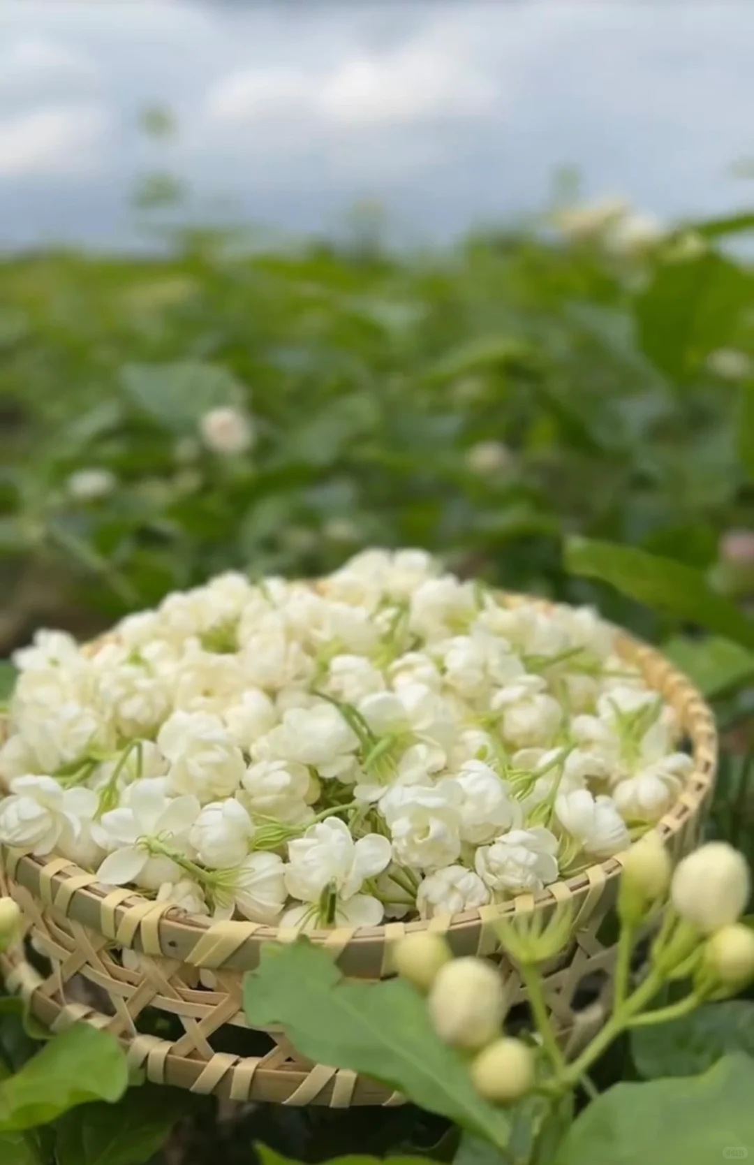 闻过茉莉花的人都是浪漫的~