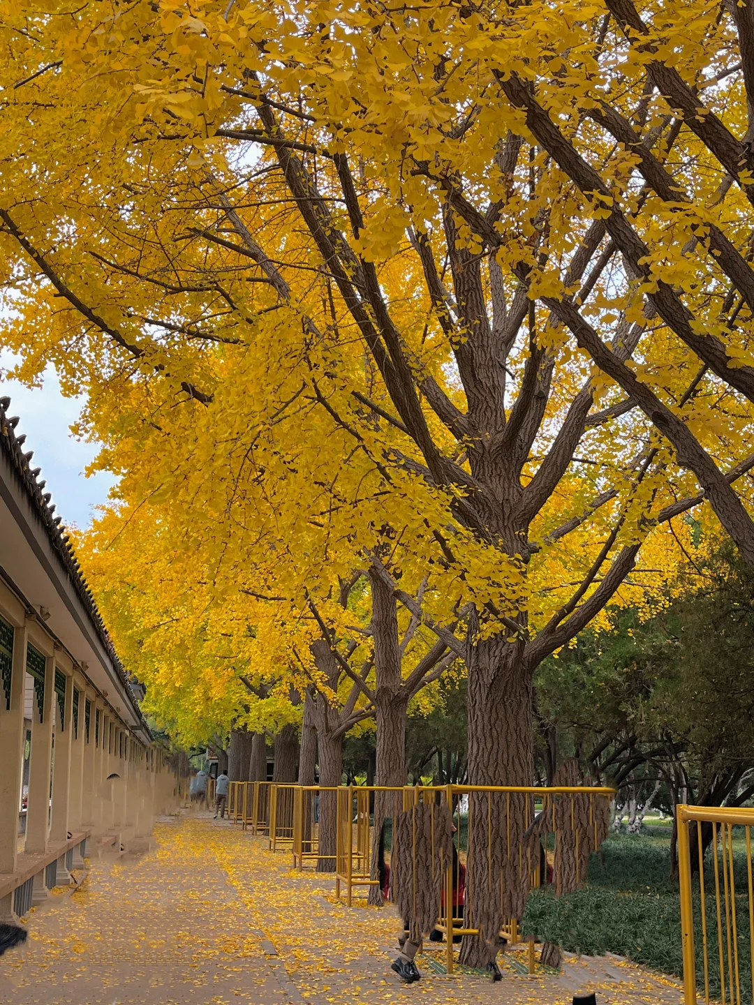 丛台公园 银杏树 午休遛弯放松