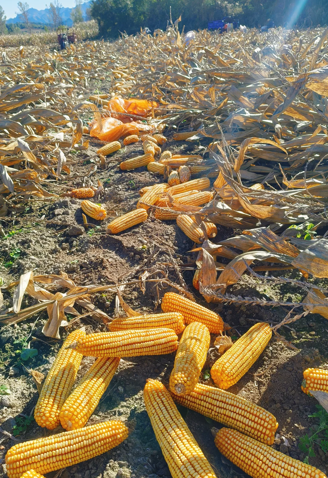 夯实粮食安全根基 谱写乡村振兴新篇